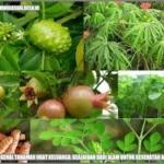 Keajaiban Tanaman Herbal dalam Menjaga Kesehatan